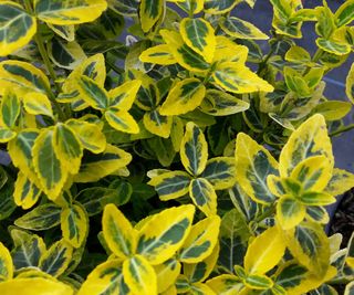 Euonymus fortunei 'Emerald 'N' Gold'
