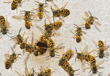 How to get rid of wasps: top tips to deter these pests from your home ...