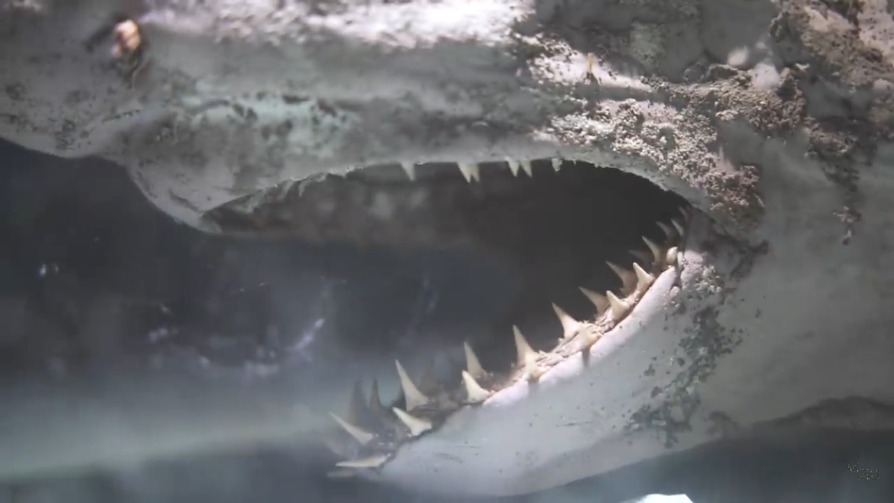 A close-up loo at the shark's multiple rows of teeth.