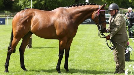 Reach For The Moon and Chris Hunnable are crowned 2026 Royal Windsor RoR in hand champions