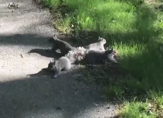 Four baby squirrels get their tails tangled in Bangor, Maine.