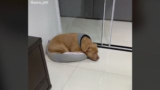 A pit bull looking sad because she has to sleep in a tiny kitten bed