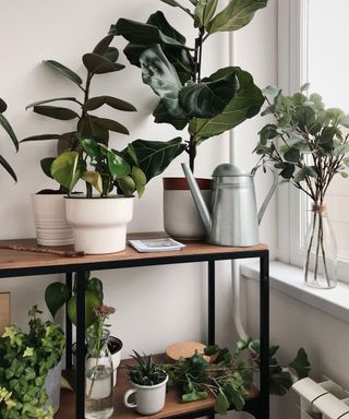 houseplants and watering can