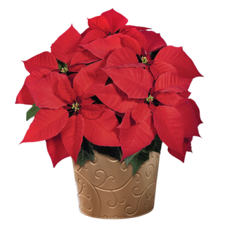 A poinsettia plant in a patterned planter