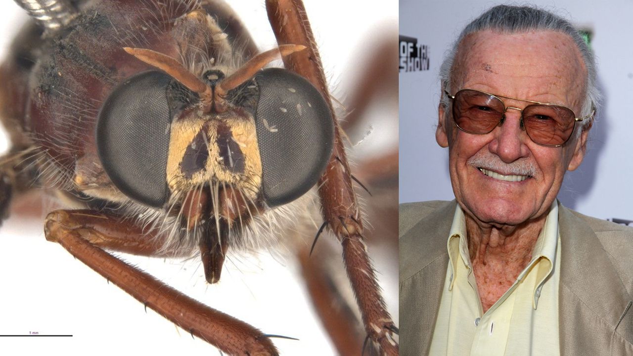 The fly named for Stan Lee