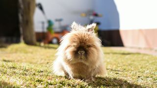 Lionhead rabbit