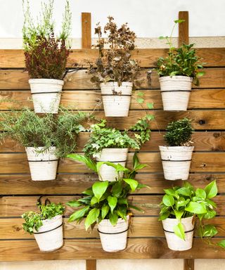 A variety of herbs and indoor plants mounted onto a wooden wall in pots