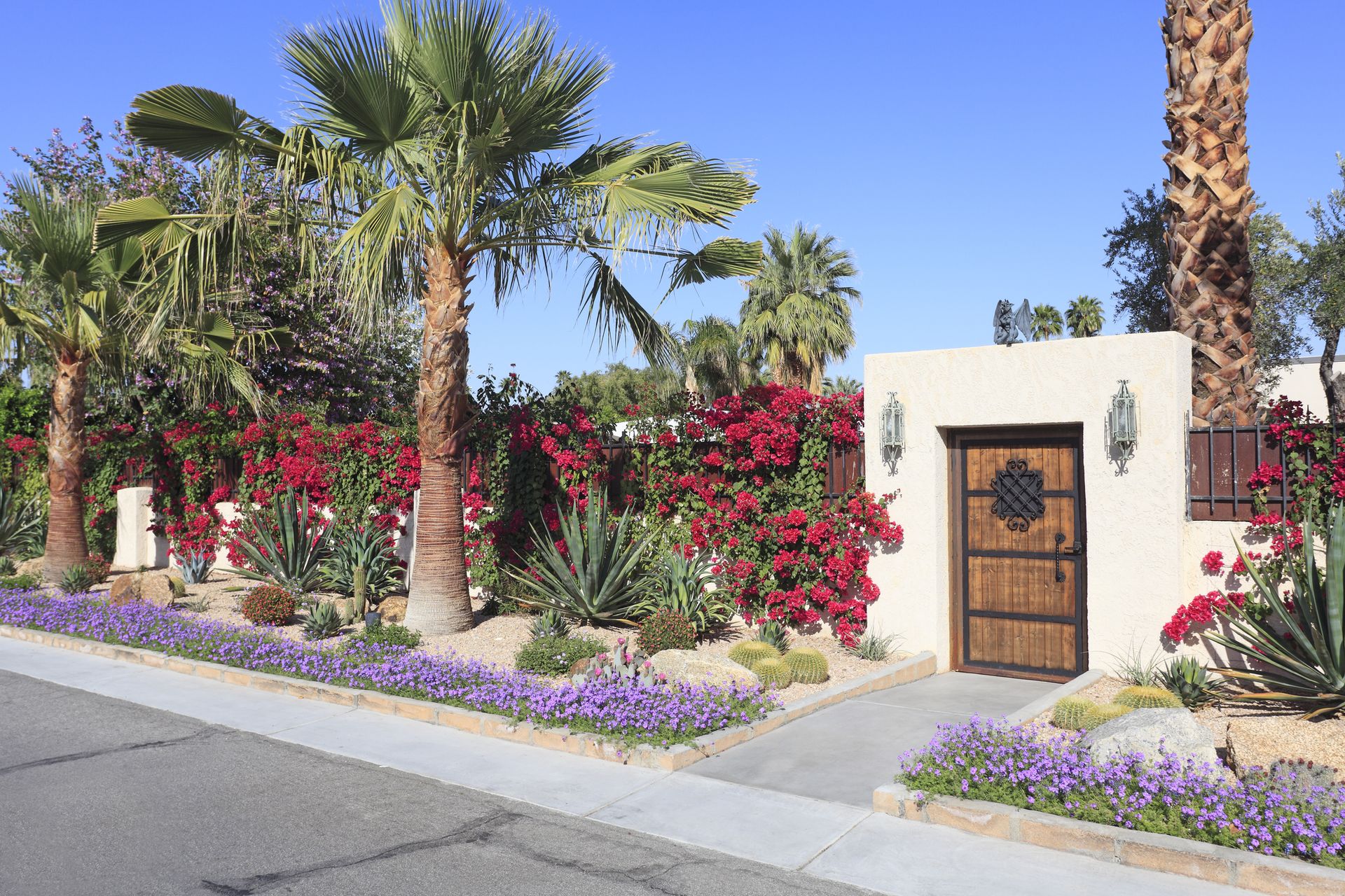 Colorful garden outside yard at streetside. Arid desert plants including cactus, Bougainvillea and palm trees.