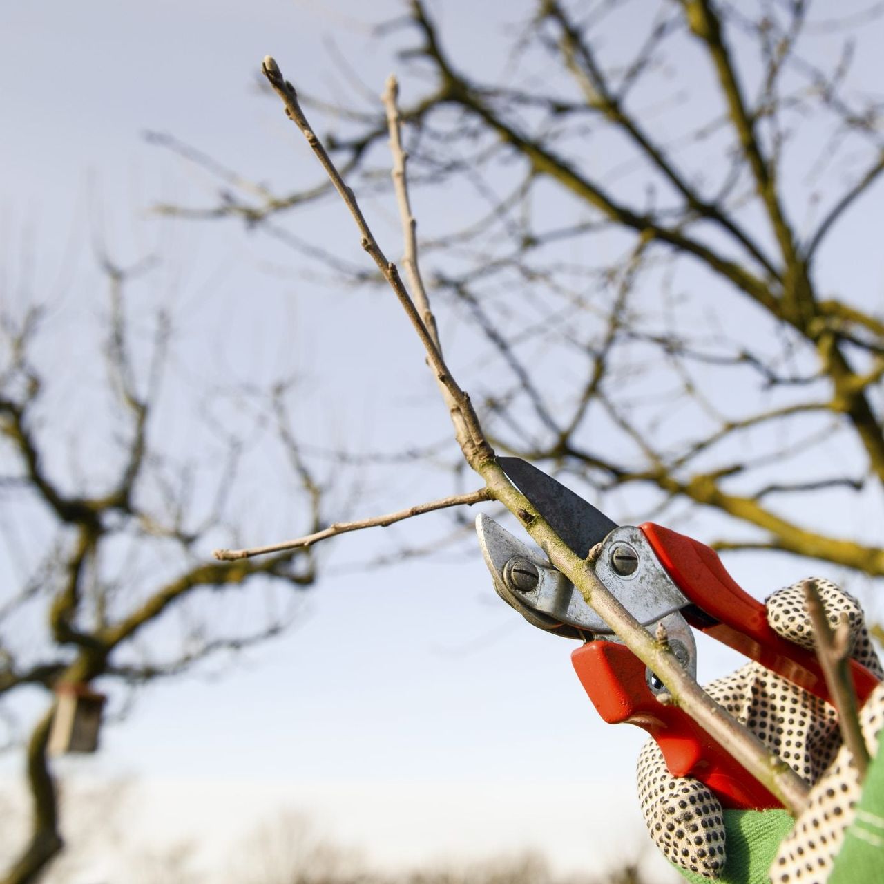 Pruning Of Tree Branches