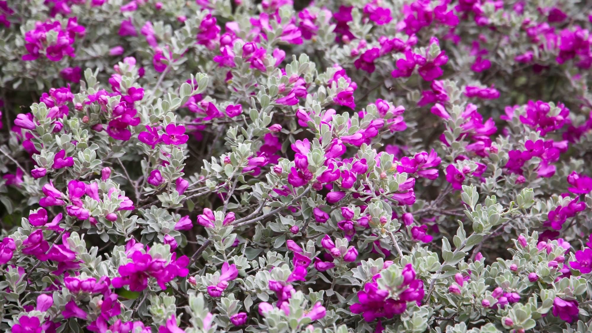 Brilliant blooms on Texas sage Leucophyllum frutescens privacy shrub