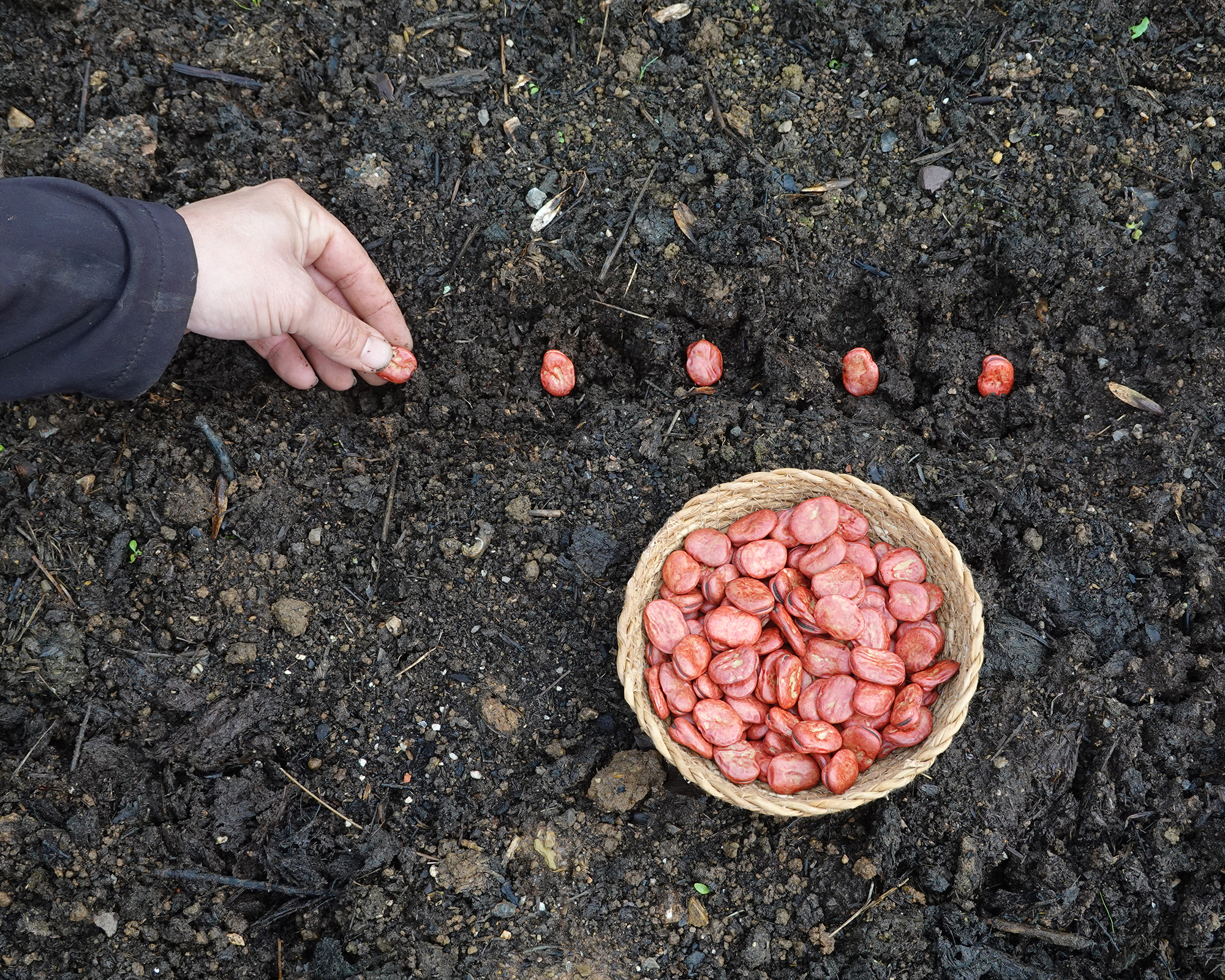 Man sows fava bean seeds in vegetable garden