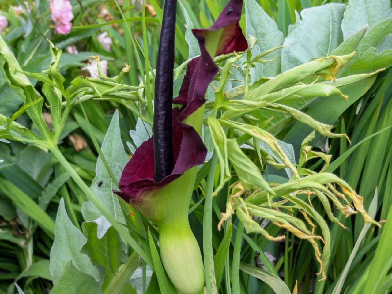 Dragon Arum Flower