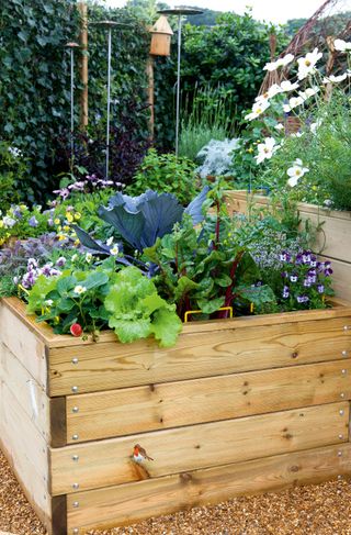 vegetable garden ideas leigh clapp