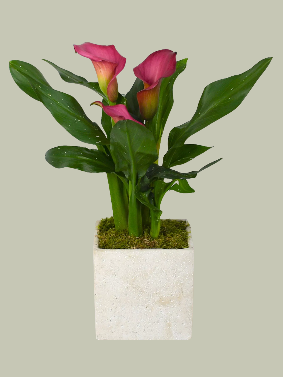 A pink calla lily plant in a concrete pot