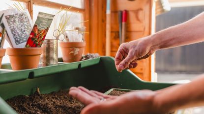 A gardener sowing tomato seeds indoors in seed trays