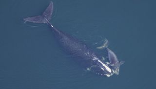 mother and calf right whale
