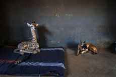 A giraffe and a dog.