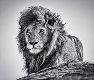Photograph titled 'The Cure' by David Yarrow