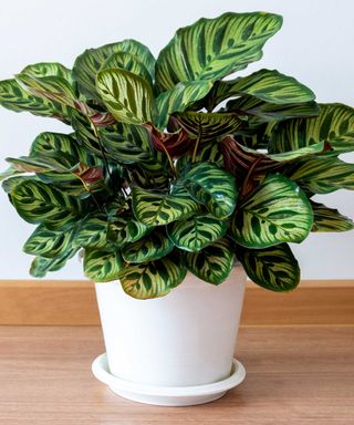 patterned indoor calathea plant in white pot with white wall behind