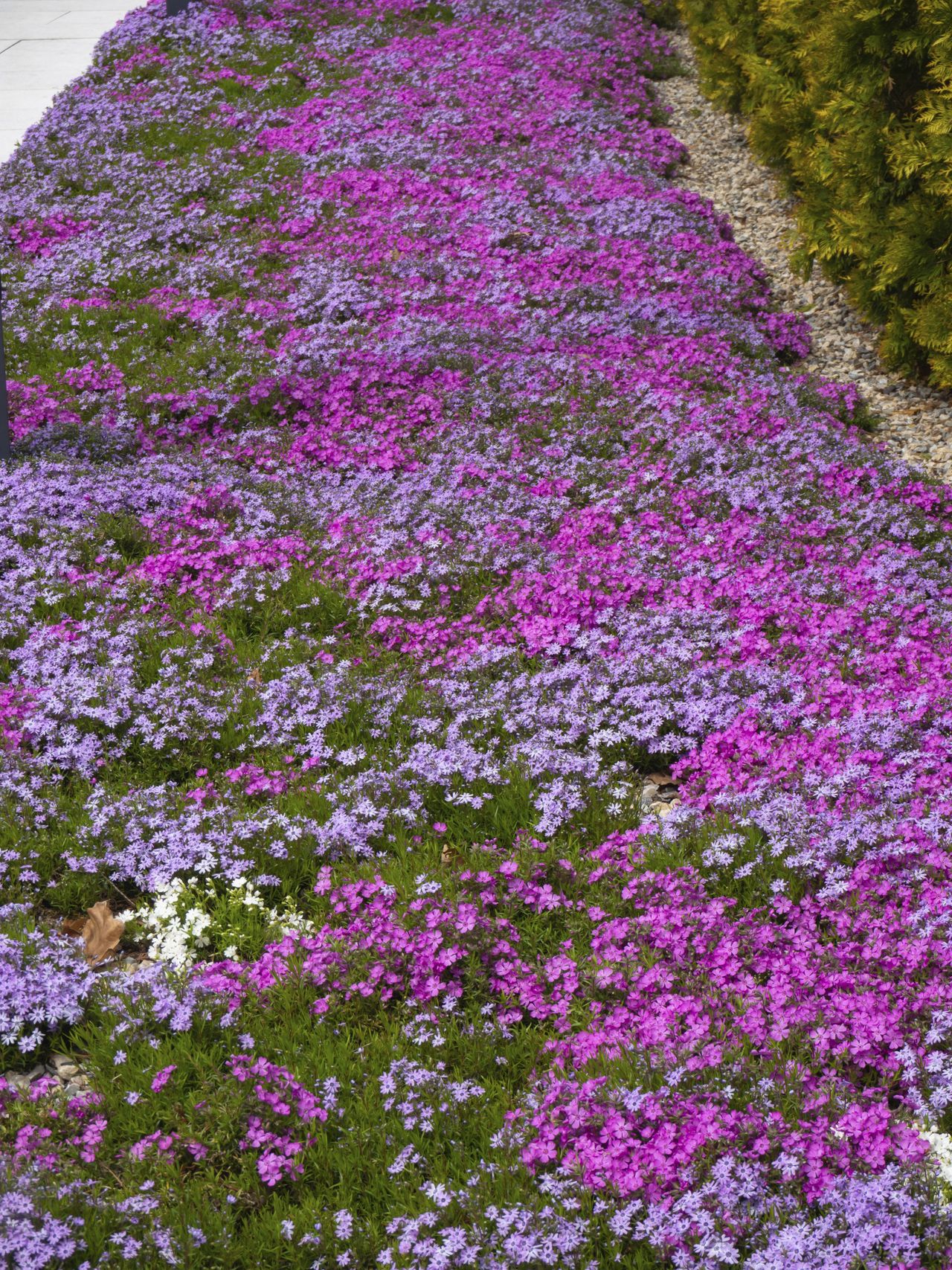 The 7 best groundcover plants to prevent weeds Livingetc