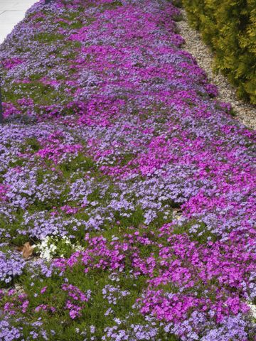 The 7 best groundcover plants to prevent weeds | Livingetc