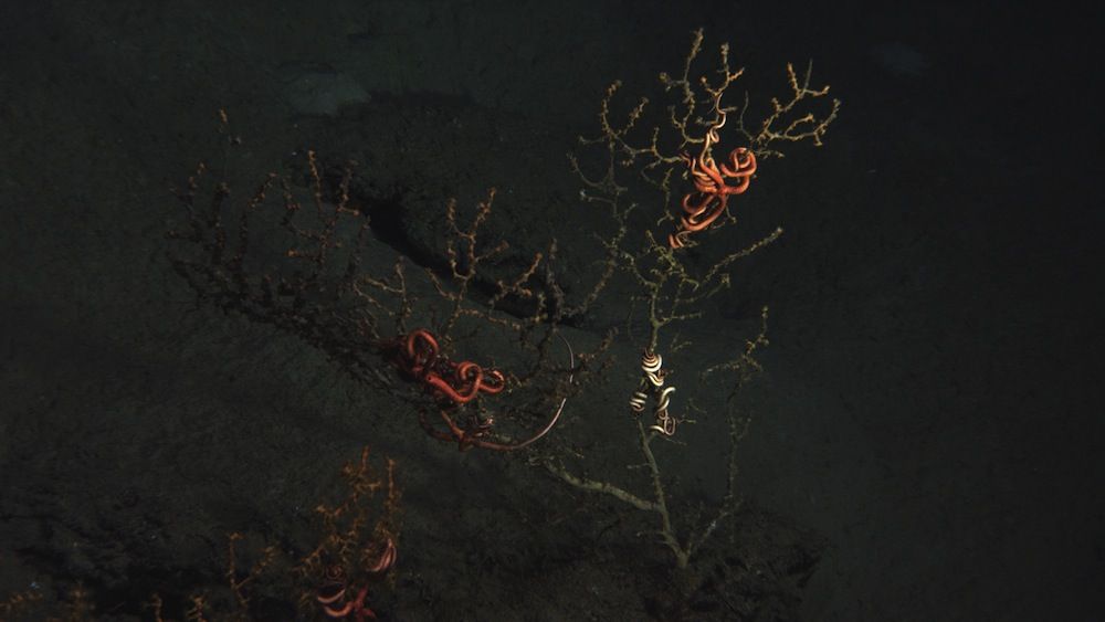 Coral in the Gulf of Mexico