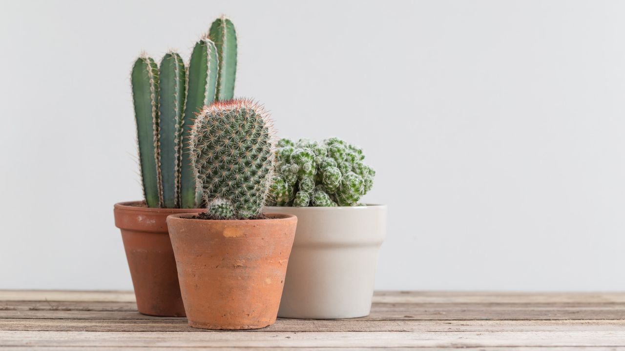 Cacti in pots