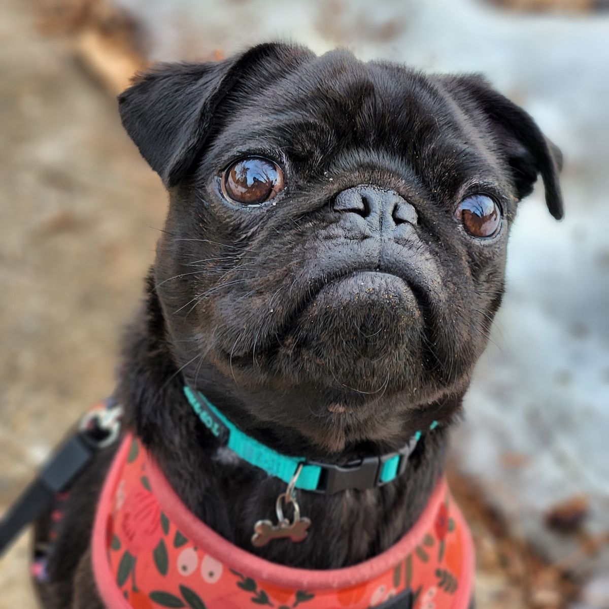 Samsung Galaxy S22 portrait mode samples
