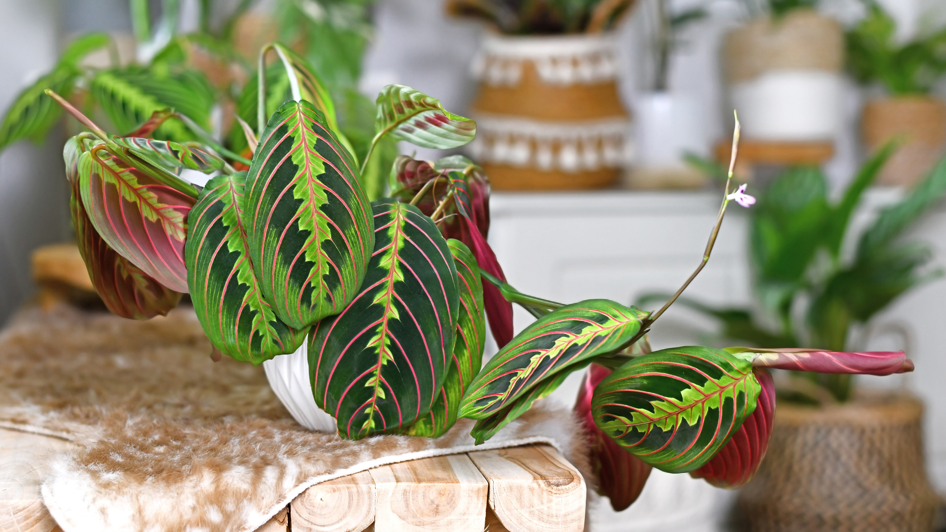 Tropical 'Maranta Leuconeura Fascinator' houseplant with leaves with exotic red stripe