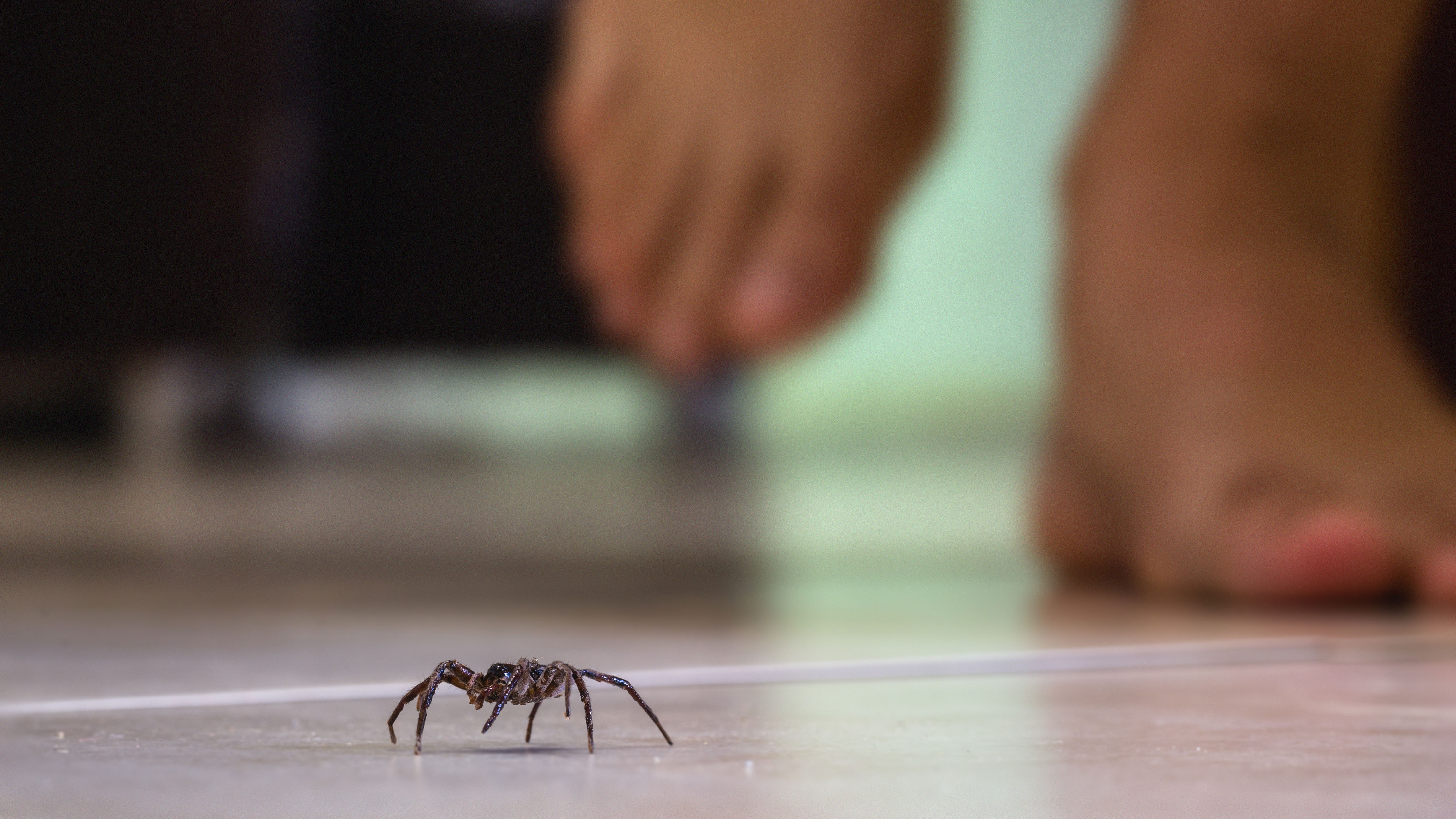 A spider crawling along the floor with someone walking barefoot in the background
