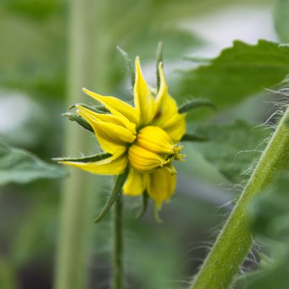 Tomato megabloom on a plant
