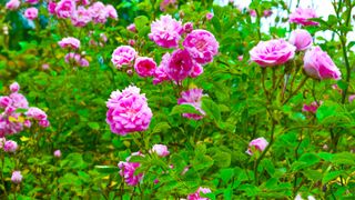 Pink rambling rose in garden