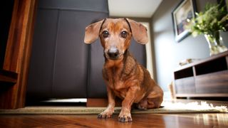 Fears and phobias in dogs