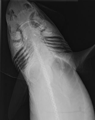 An X-ray image of a mandarin dogfish shark found in Australian waters, far from what was thought to be its only habitat around Indonesia.