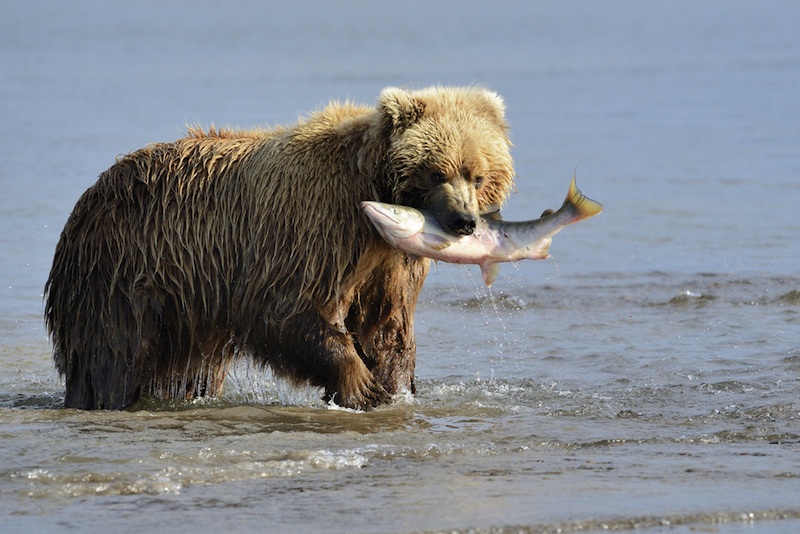 grizzly bear with salmon in its mouth.