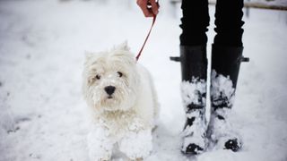 A dog in the snow