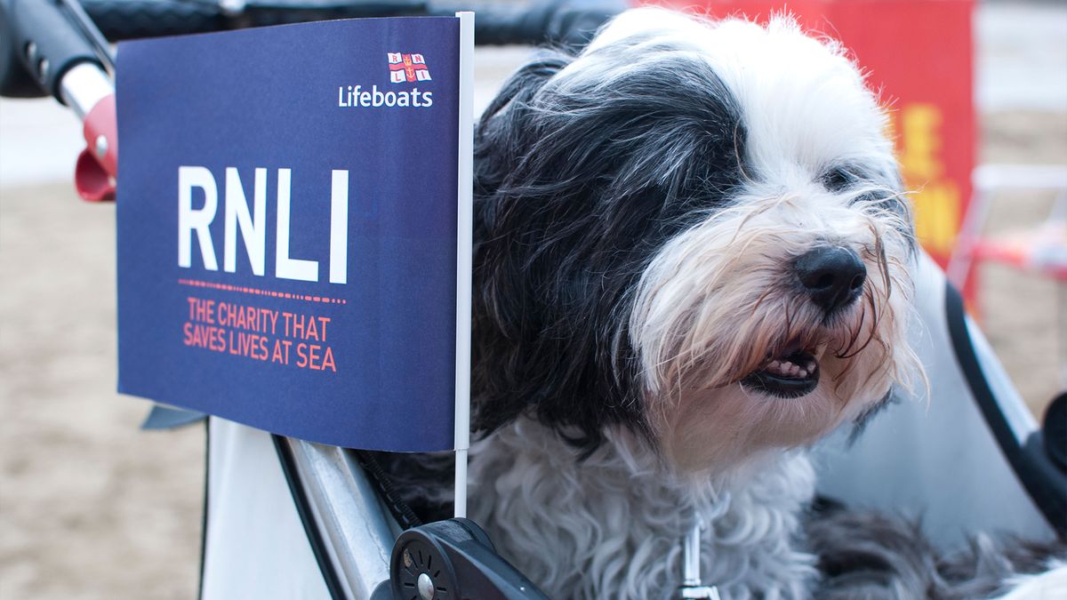 Dog with an RNLI flag