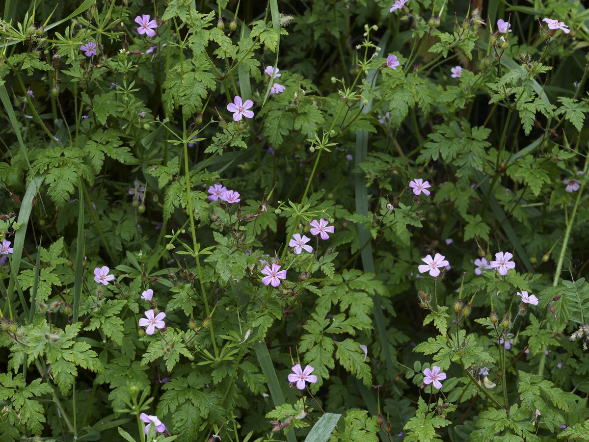 Sample image taken with the Panasonic Lumix L10; a vibrant hedgerow in the UK, packed with wildflowers and foliage