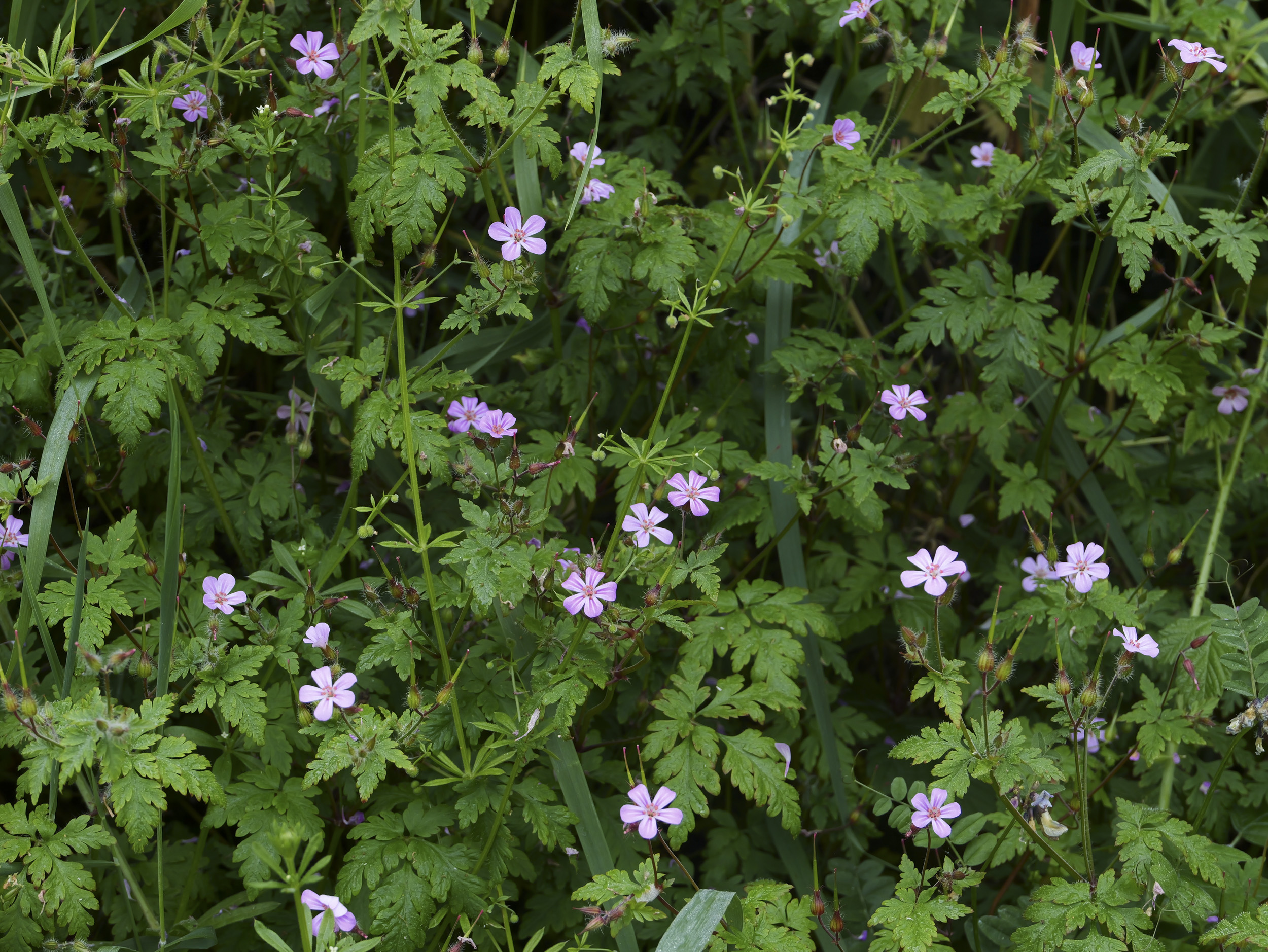 Sample image taken with the Panasonic Lumix L10; a vibrant hedgerow in the UK, packed with wildflowers and foliage