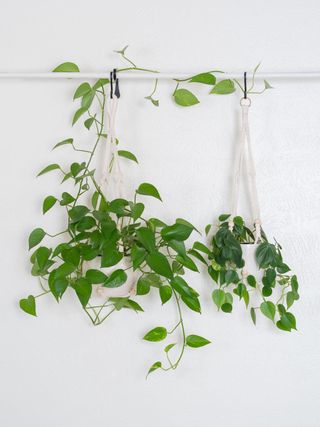 hanging pothos plants