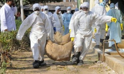 Workers carry infected poultry from a farm in India where fresh cases of Avian flu were found: The contagious virus may be back and stronger than before.
