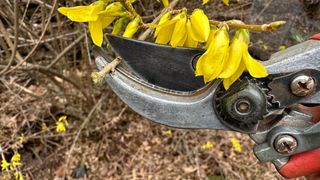 A pair of pruning shears cutting a small branch