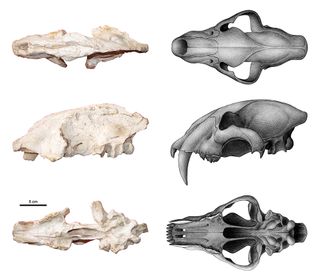 M. horribilis's skull shares features with both primitive sabertooths and modern big cats.