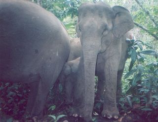 Elephants captured by the Wildlife Picture Index.