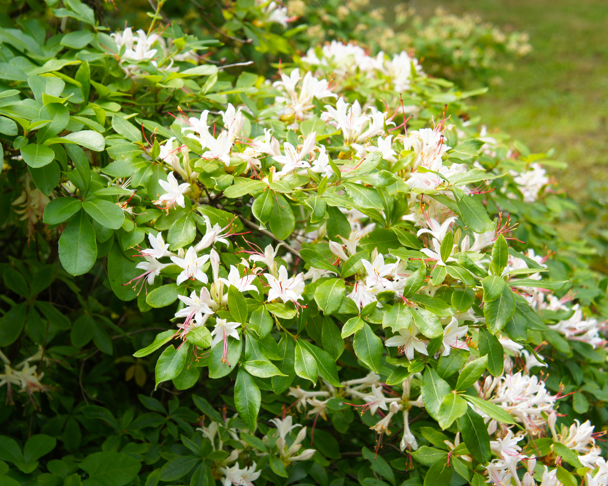 White and light pink azalea flowers on shrub
