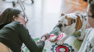 Dog steals sock