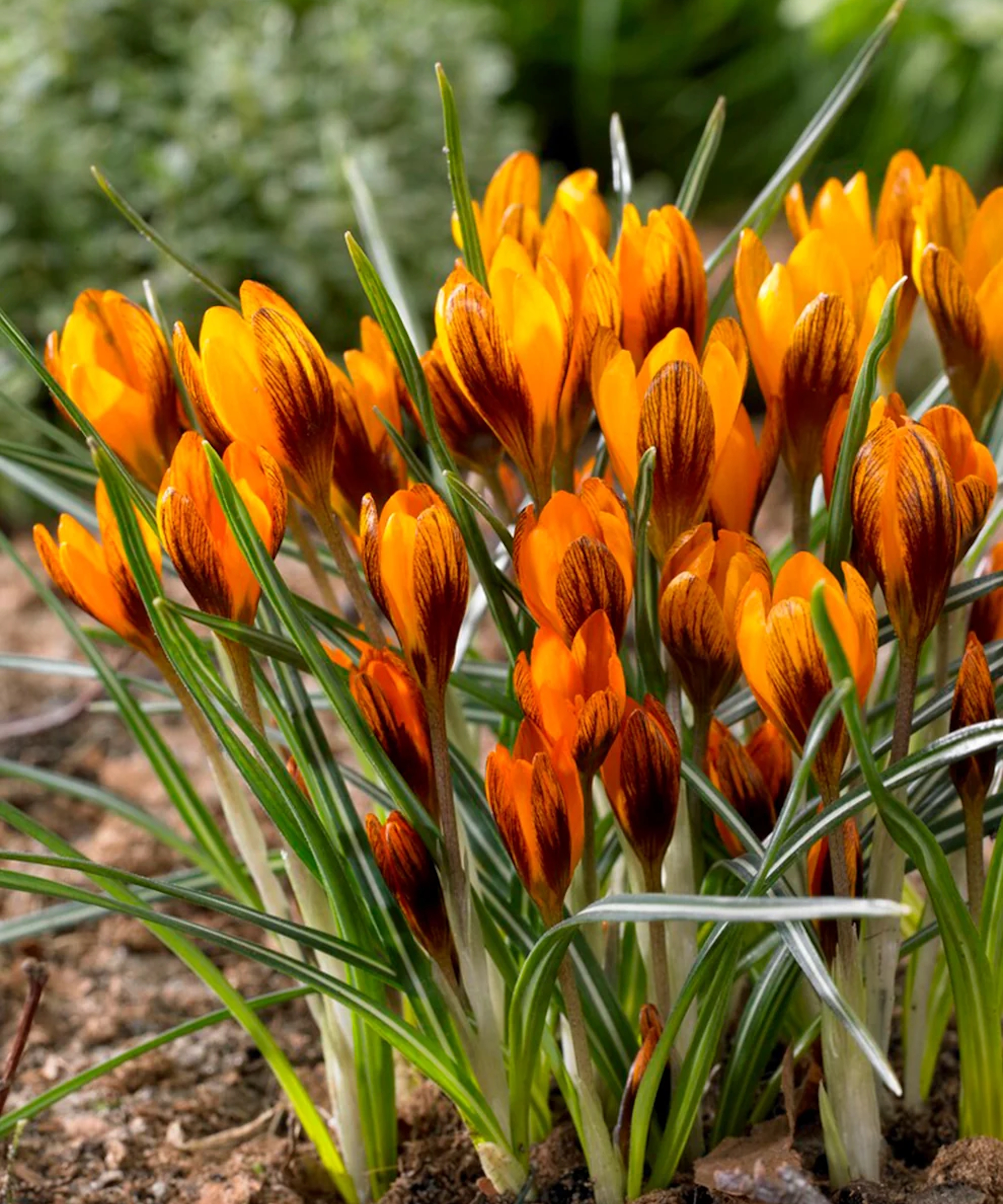 Crocus Orange Monarch