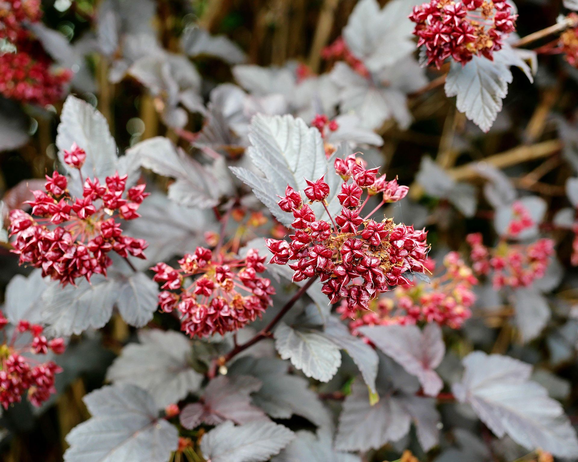 Ninebark seed heads