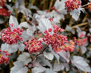 Ninebark seed heads