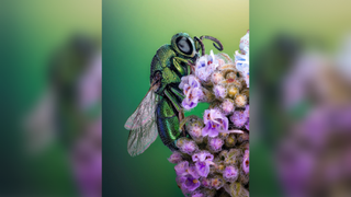 Side profile of emerald wasp perched on top of a bunch of flowers against a blurred green background